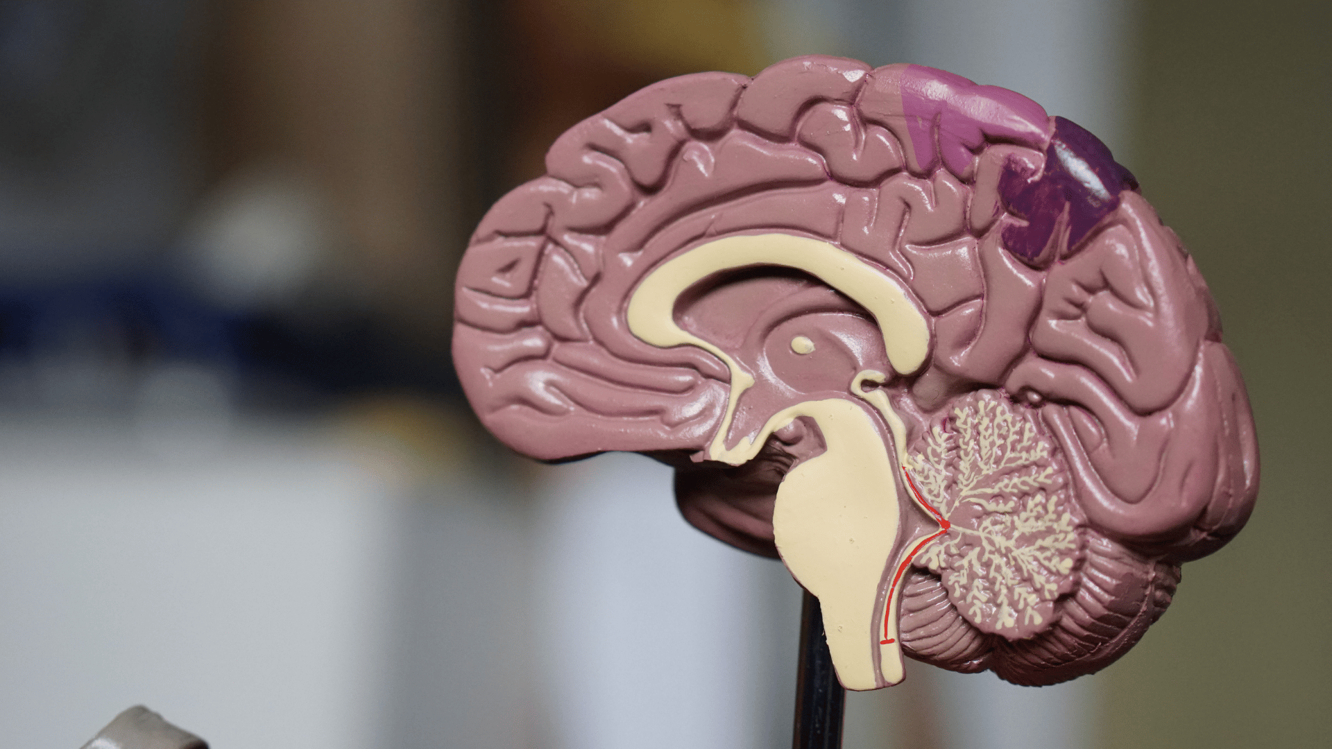 Brain Awareness Week Brain Awareness Week