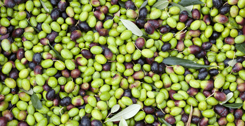 Olive taggiasche prodotto tipico ligure