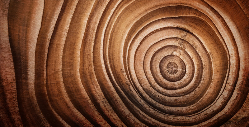 Tronco di un Albero Secolare Tronco di un Albero Secolare
