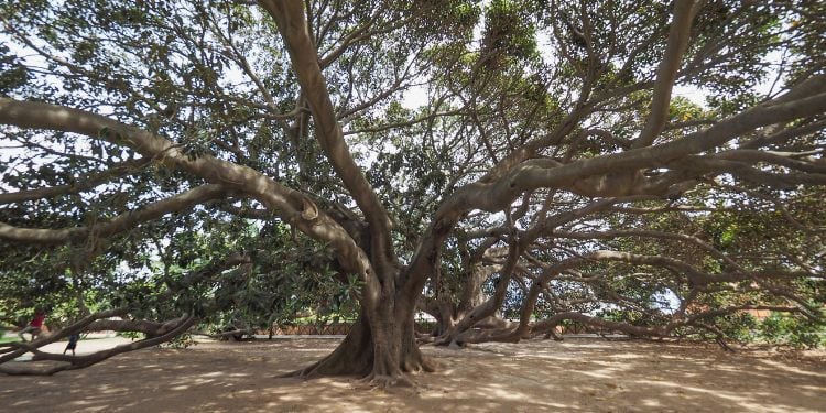 Ficus Macrophylla